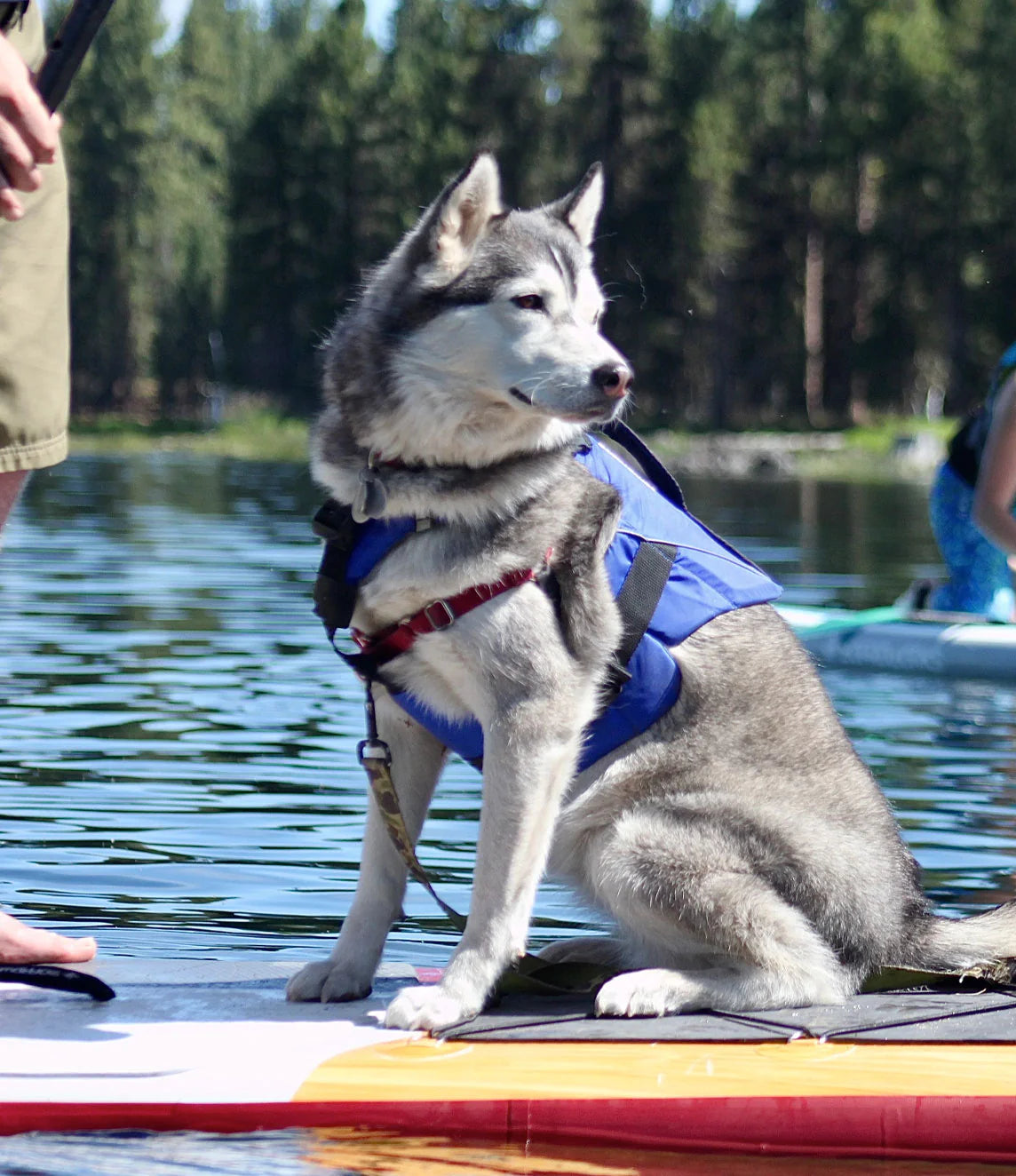 STOHLQUIST DOG LIFE JACKET